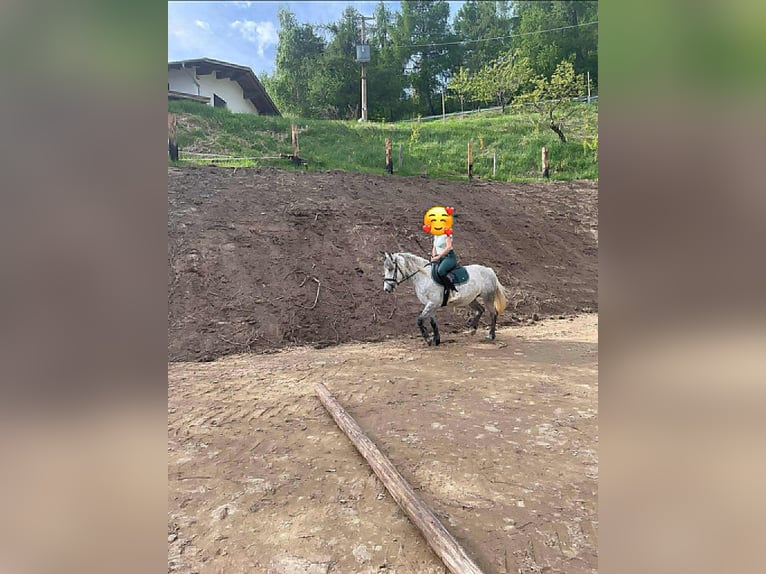 Irish Sport Horse Mix Stute 7 Jahre 147 cm Fliegenschimmel in Badia