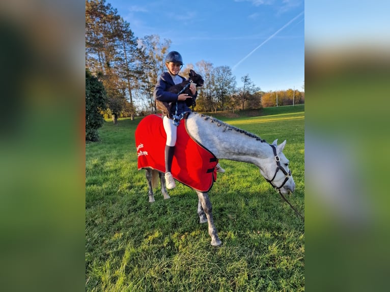 Irish Sport Horse Stute 7 Jahre 147 cm Schimmel in Limburg an der Lahn