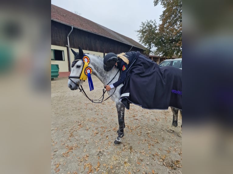 Irish Sport Horse Stute 7 Jahre 147 cm Schimmel in Limburg an der Lahn