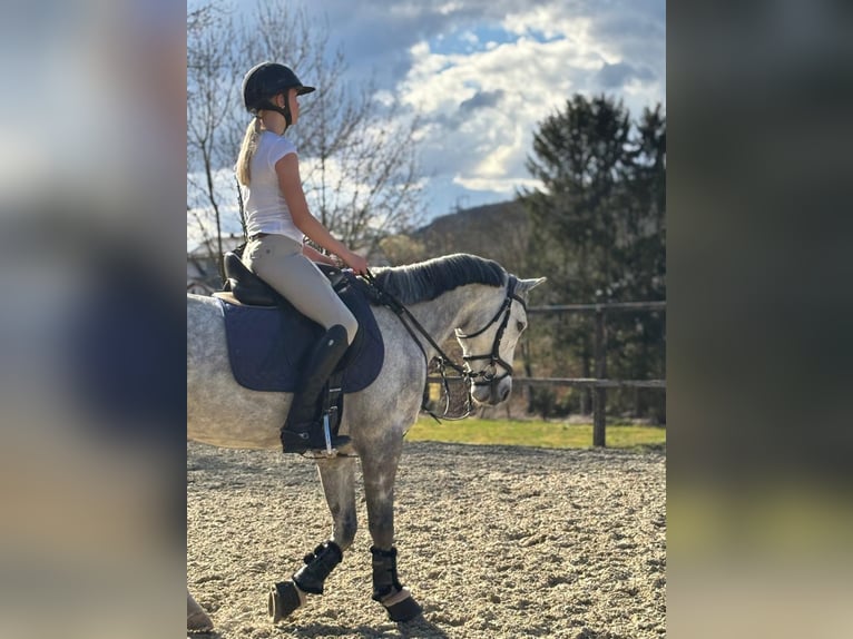 Irish Sport Horse Stute 7 Jahre 147 cm Schimmel in Limburg an der Lahn