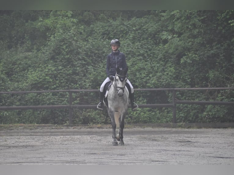 Irish Sport Horse Stute 7 Jahre 147 cm Schimmel in Limburg an der Lahn