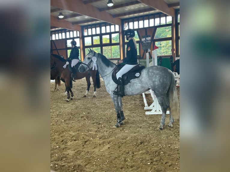 Irish Sport Horse Stute 7 Jahre 147 cm Schimmel in Limburg an der Lahn