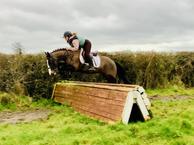 Irish Sport Horse Stute 7 Jahre 148 cm Brauner in Mountrath