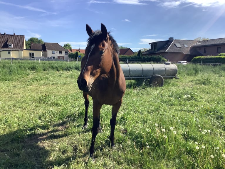 Irish Sport Horse Stute 7 Jahre 157 cm Brauner in Schellerten