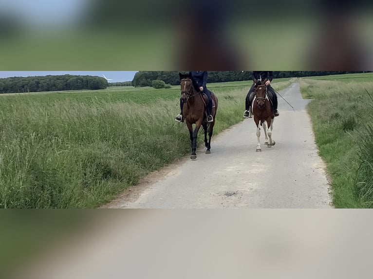 Irish Sport Horse Stute 7 Jahre 157 cm Brauner in Schellerten