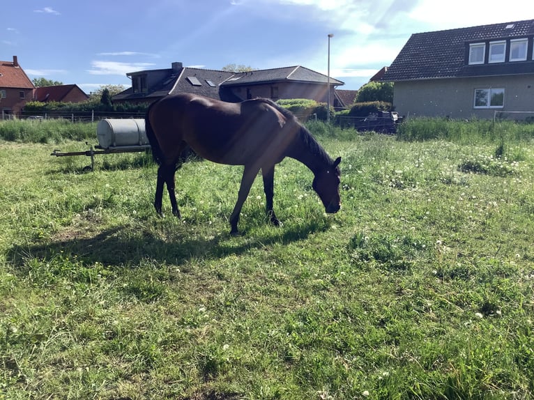 Irish Sport Horse Stute 7 Jahre 157 cm Brauner in Schellerten