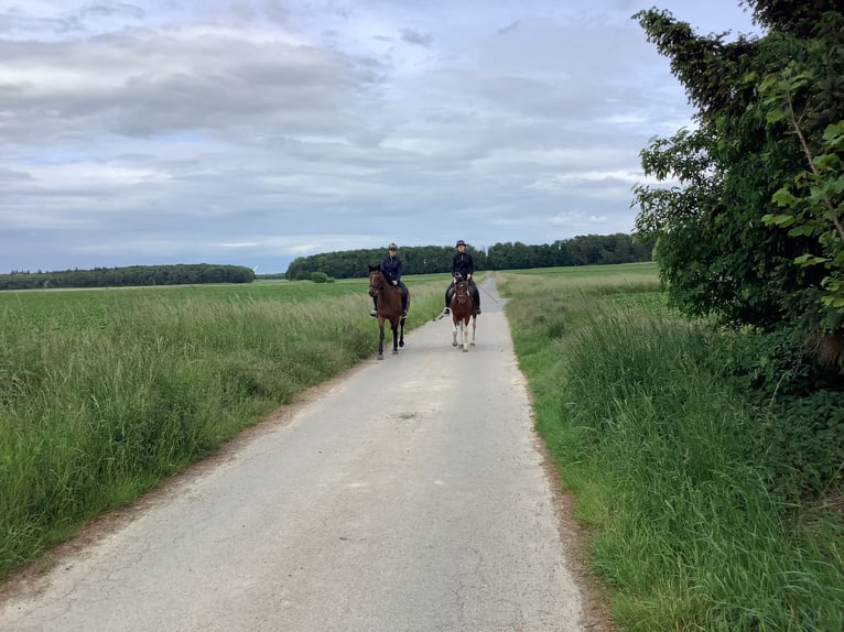 Irish Sport Horse Stute 7 Jahre 157 cm Brauner in Schellerten