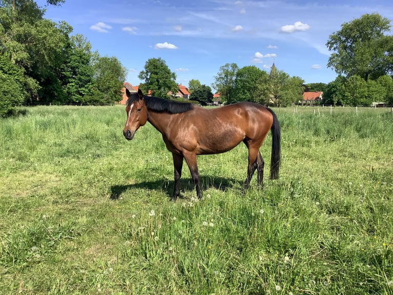 Irish Sport Horse Stute 7 Jahre 157 cm Brauner in Schellerten