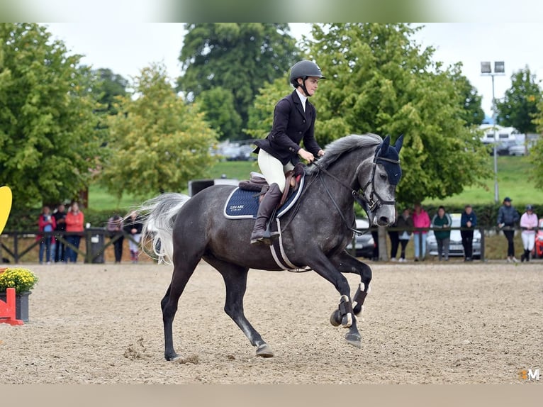 Irish Sport Horse Stute 7 Jahre 158 cm Schimmel in Cork