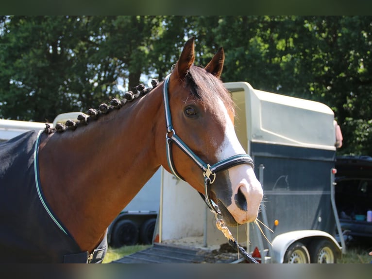 Irish Sport Horse Stute 7 Jahre 160 cm Brauner in Dinslaken