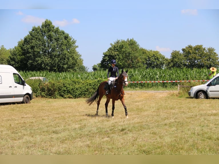 Irish Sport Horse Stute 7 Jahre 160 cm Brauner in Dinslaken