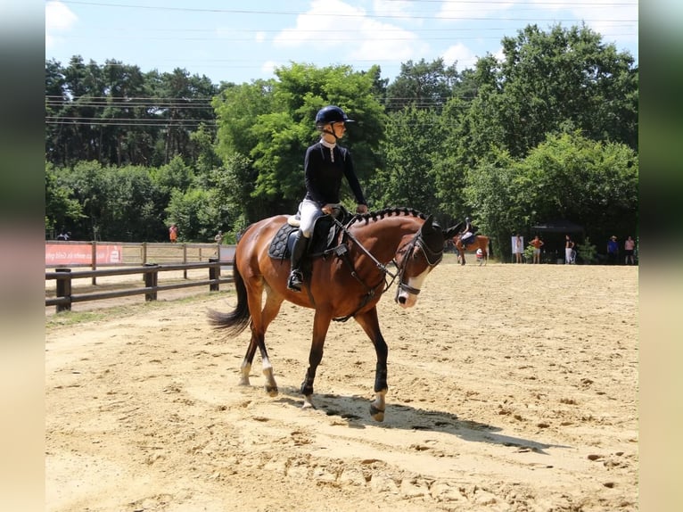 Irish Sport Horse Stute 7 Jahre 160 cm Brauner in Dinslaken