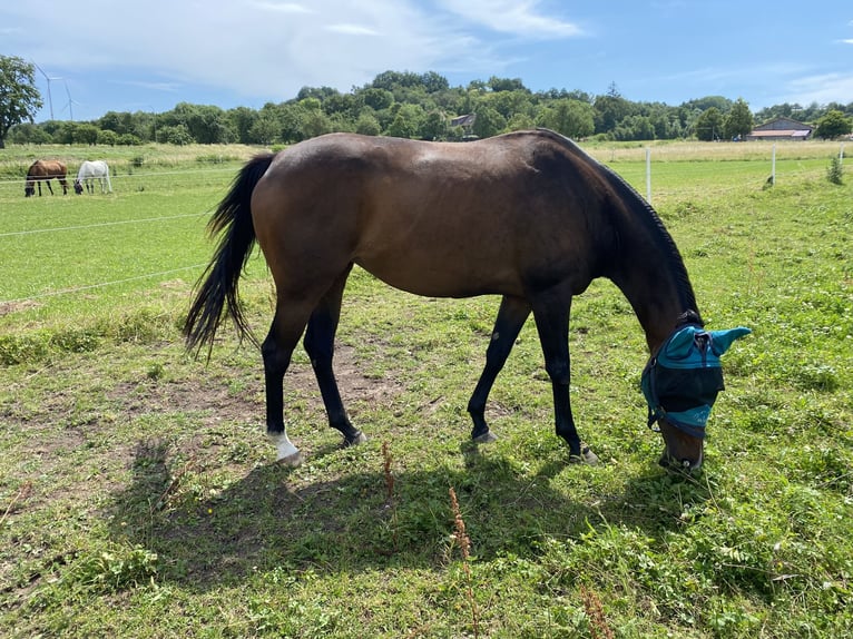 Irish Sport Horse Stute 7 Jahre 160 cm Dunkelbrauner in Unterm&#xFC;nkheim
