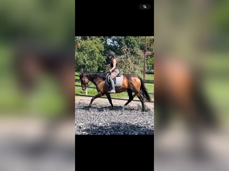 Irish Sport Horse Stute 7 Jahre 160 cm Dunkelbrauner in Unterm&#xFC;nkheim