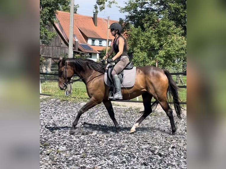 Irish Sport Horse Stute 7 Jahre 160 cm Dunkelbrauner in Unterm&#xFC;nkheim