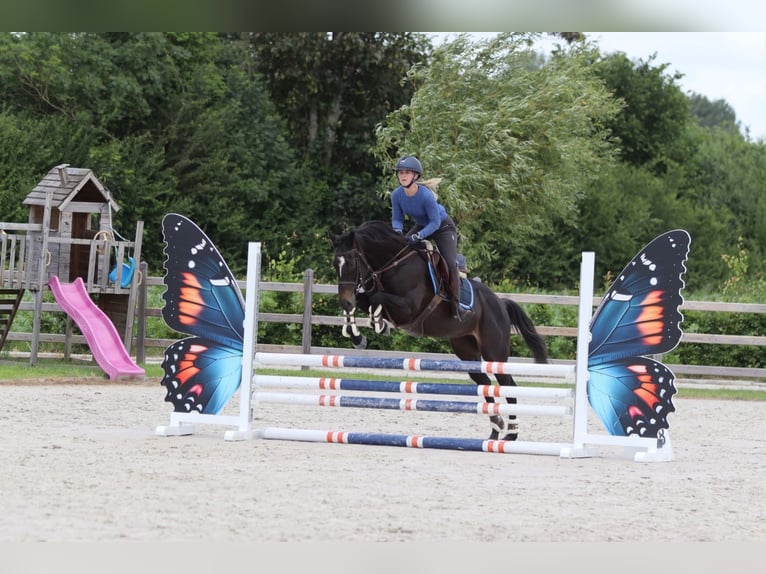 Irish Sport Horse Stute 7 Jahre 160 cm Rappe in Pepingen