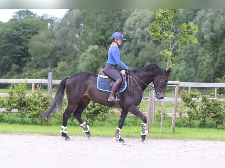Irish Sport Horse Stute 7 Jahre 160 cm Rappe in Pepingen