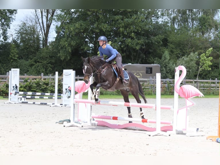 Irish Sport Horse Stute 7 Jahre 160 cm Rappe in Pepingen