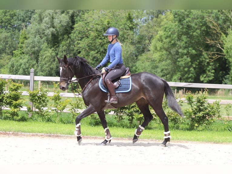 Irish Sport Horse Stute 7 Jahre 160 cm Rappe in Pepingen