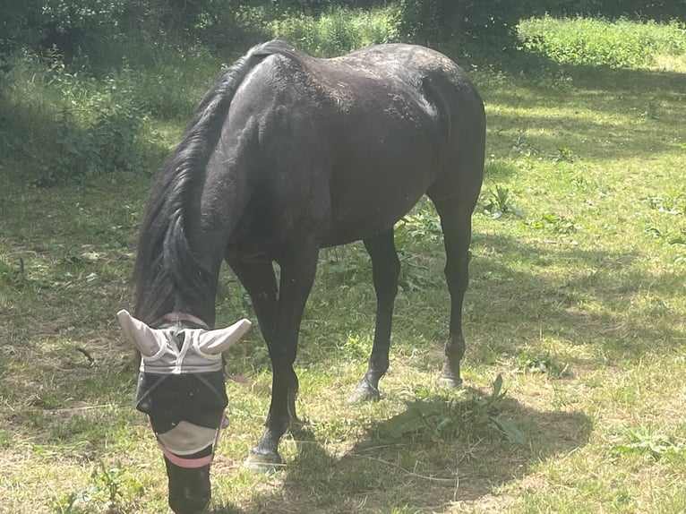 Irish Sport Horse Stute 7 Jahre 160 cm Rappe in Wiesbaden