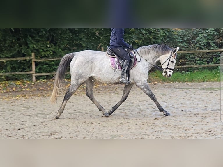 Irish Sport Horse Stute 7 Jahre 162 cm Apfelschimmel in Nettetal