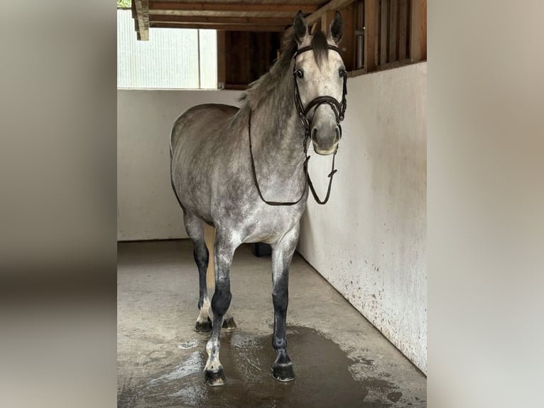 Irish Sport Horse Stute 7 Jahre 164 cm Schimmel in Schkopau