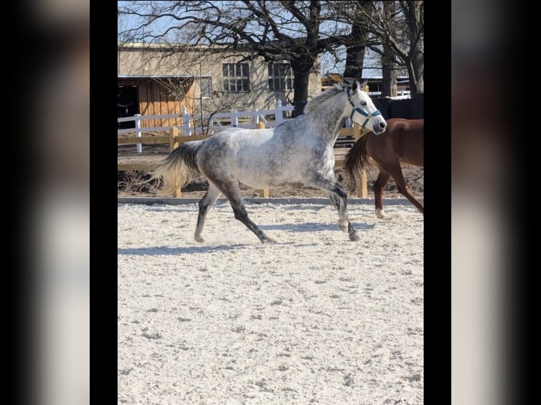 Irish Sport Horse Stute 7 Jahre 164 cm Schimmel in Schkopau