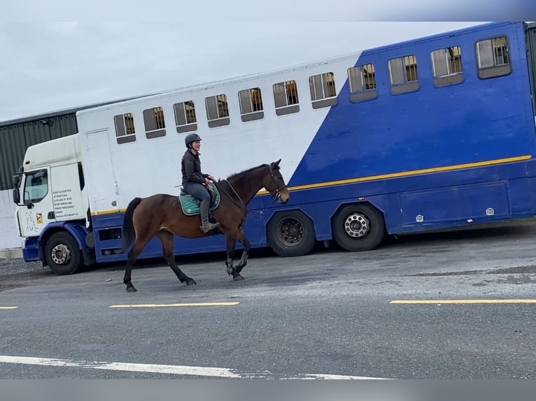 Irish Sport Horse Stute 7 Jahre 165 cm Brauner in Sligo
