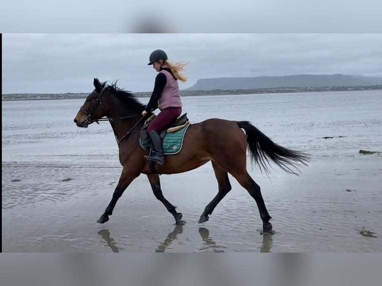 Irish Sport Horse Stute 7 Jahre 165 cm Brauner in Sligo