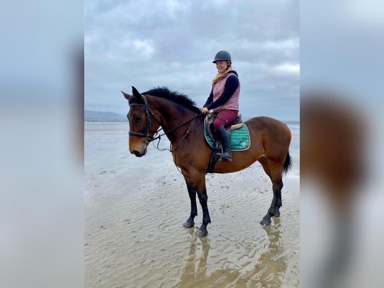 Irish Sport Horse Stute 7 Jahre 165 cm Brauner in Sligo
