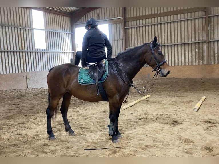 Irish Sport Horse Stute 7 Jahre 165 cm Brauner in Sligo