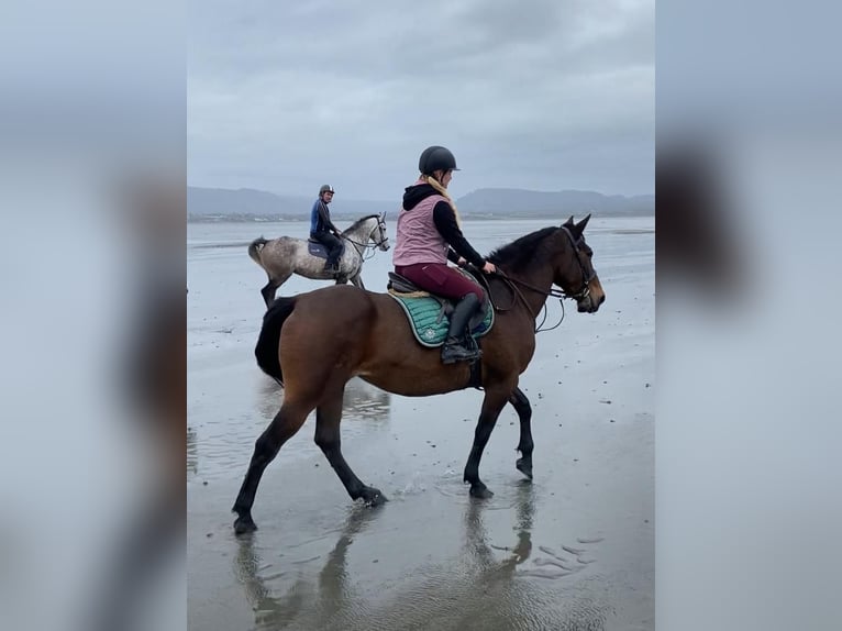Irish Sport Horse Stute 7 Jahre 165 cm Brauner in Sligo