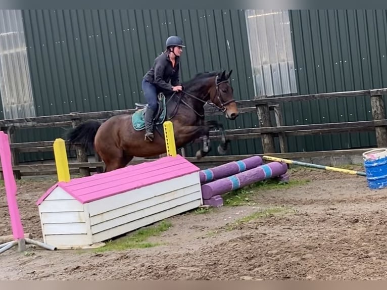 Irish Sport Horse Stute 7 Jahre 165 cm Brauner in Sligo