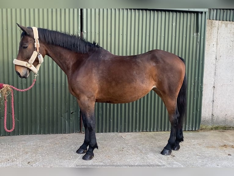 Irish Sport Horse Stute 7 Jahre 165 cm Brauner in Sligo