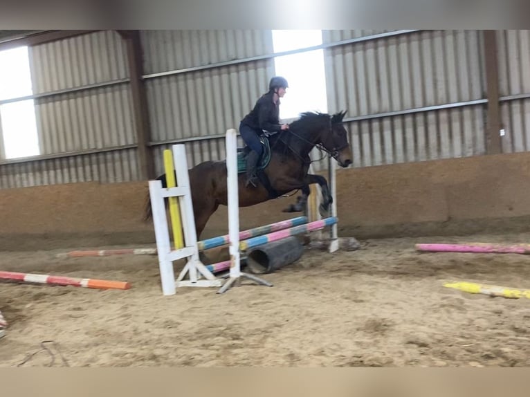 Irish Sport Horse Stute 7 Jahre 165 cm Brauner in Sligo