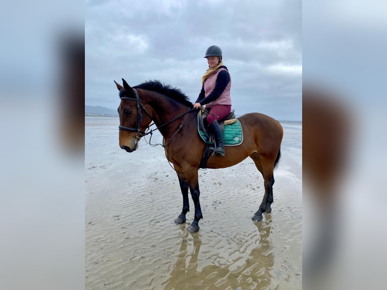 Irish Sport Horse Stute 7 Jahre 165 cm Brauner in Sligo
