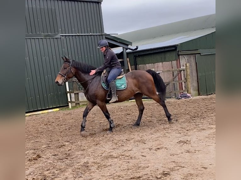 Irish Sport Horse Stute 7 Jahre 165 cm Brauner in Sligo