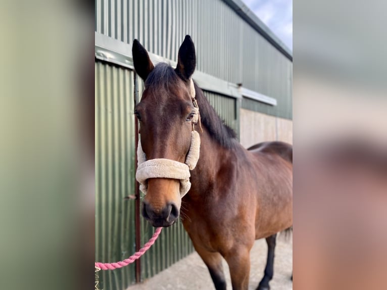 Irish Sport Horse Stute 7 Jahre 165 cm Brauner in Sligo