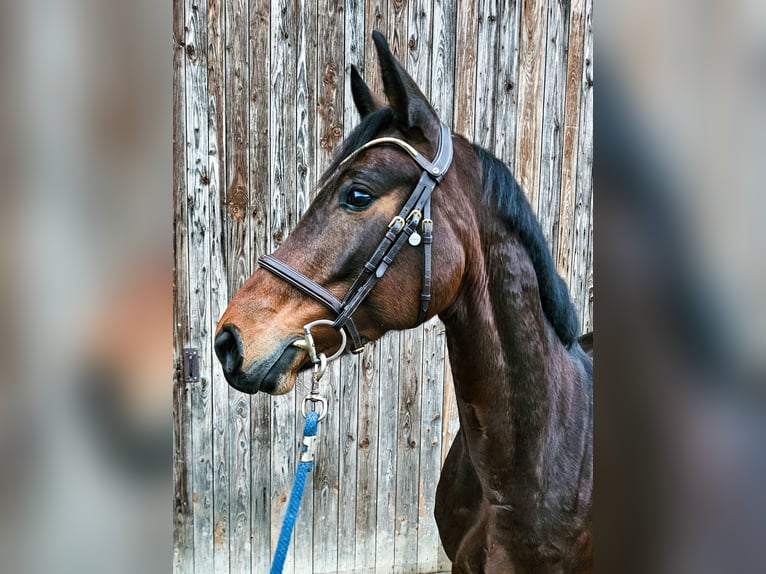 Irish Sport Horse Stute 7 Jahre 165 cm Dunkelbrauner in Bronschhofen
