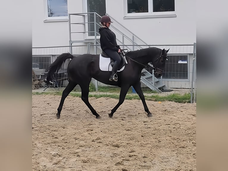 Irish Sport Horse Stute 7 Jahre 165 cm Rappe in Lage Irish Sport Horse Stute 7 Jahre 165 cm Rappe in Lage