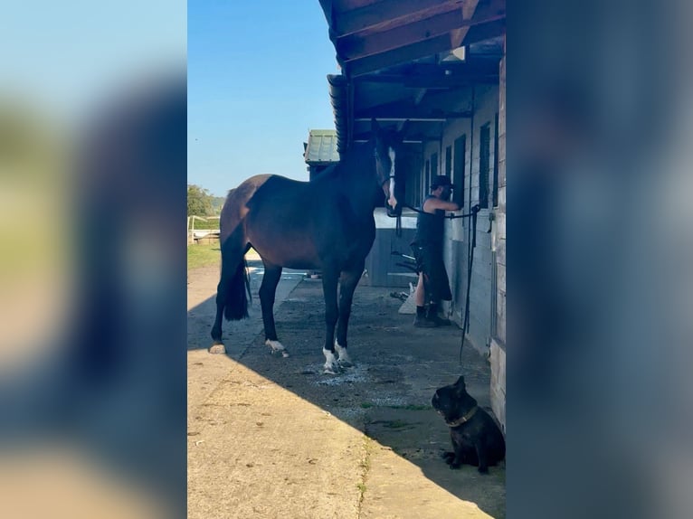 Irish Sport Horse Stute 7 Jahre 165 cm Rotbrauner in Kent
