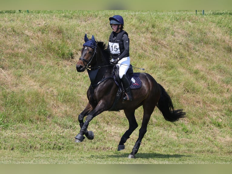 Irish Sport Horse Stute 7 Jahre 166 cm Brauner in St. Georgen im Attergau