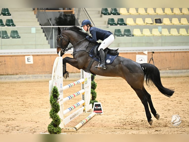 Irish Sport Horse Stute 7 Jahre 166 cm Brauner in St. Georgen im Attergau