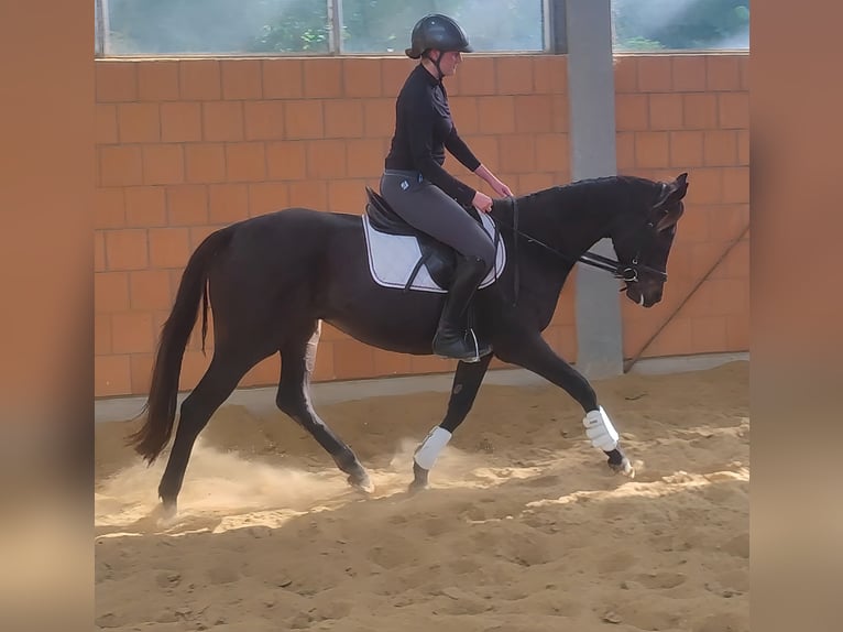 Irish Sport Horse Stute 7 Jahre 166 cm Rappe in Lage