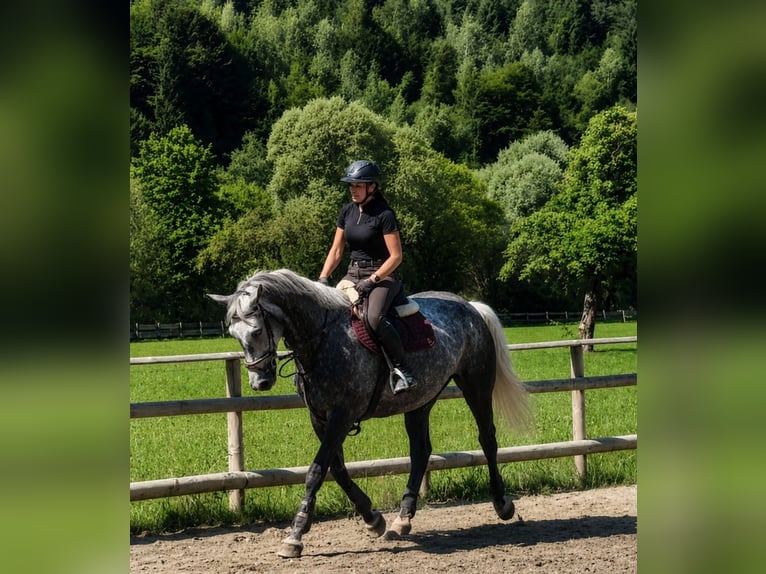 Irish Sport Horse Stute 7 Jahre 167 cm Apfelschimmel in Gummern