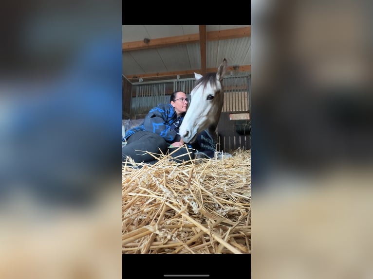 Irish Sport Horse Stute 7 Jahre 167 cm Schimmel in St. Pölten