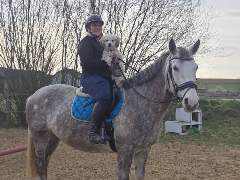 Irish Sport Horse Stute 7 Jahre 167 cm Schimmel in St. Pölten
