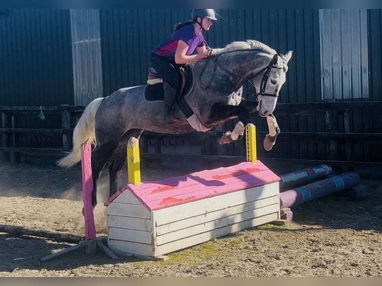 Irish Sport Horse Stute 7 Jahre 168 cm Apfelschimmel in Sligo