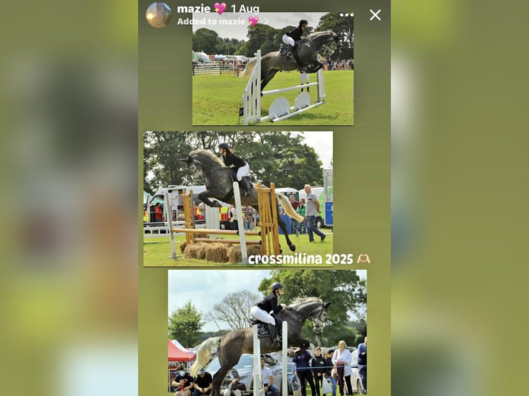 Irish Sport Horse Stute 7 Jahre 168 cm Apfelschimmel in Sligo