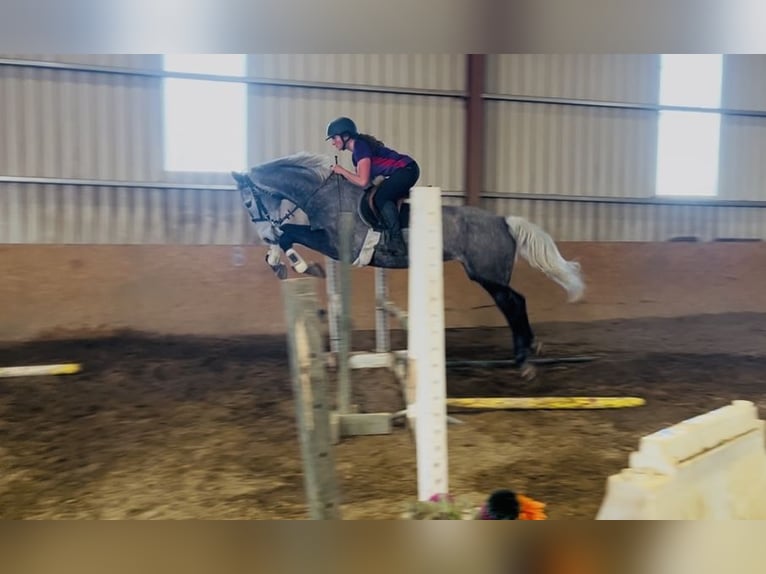 Irish Sport Horse Stute 7 Jahre 168 cm Apfelschimmel in Sligo